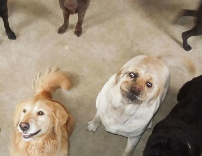 My Local Dog Rescue Just Posted This On Their Facebook Page