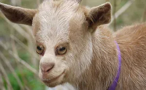 What 30 Different Animals Would Look Like If Their Eyes Were At The Front