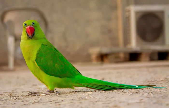 Bird