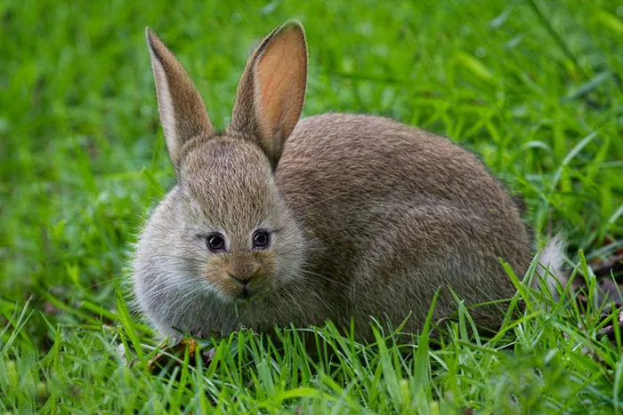 Rabbit