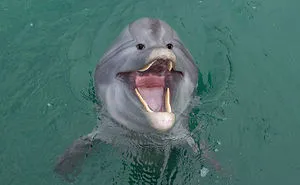 What 30 Different Animals Would Look Like If Their Eyes Were At The Front