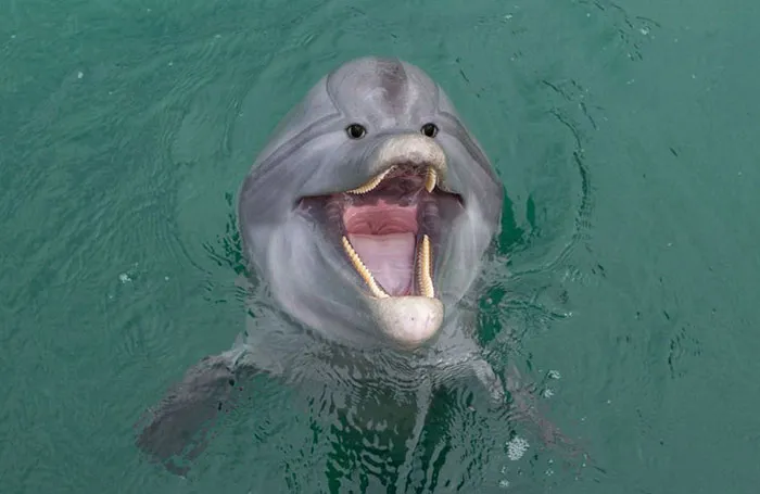 Dolphin