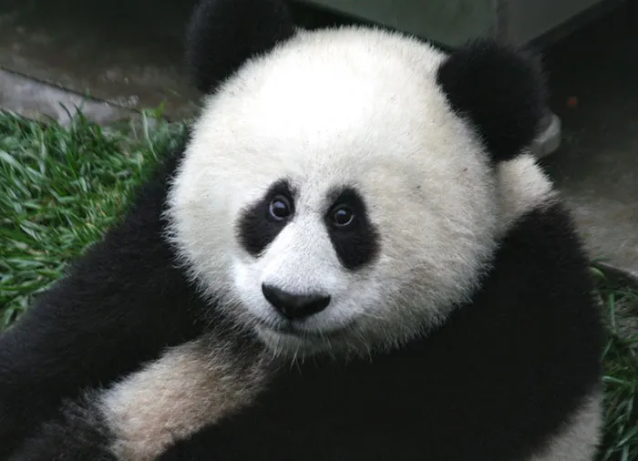 Panda Cub
