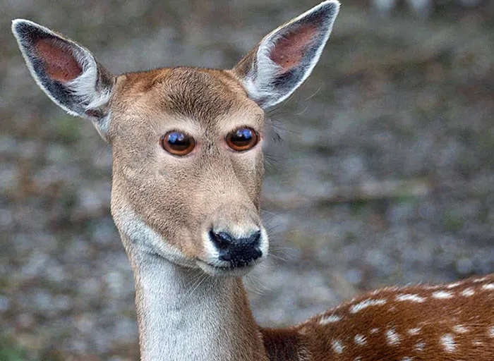 Fawn
