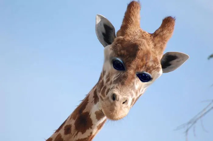 Funny Animal Eyes