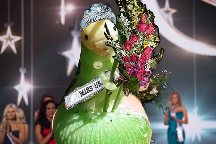 Miss Caterpillar