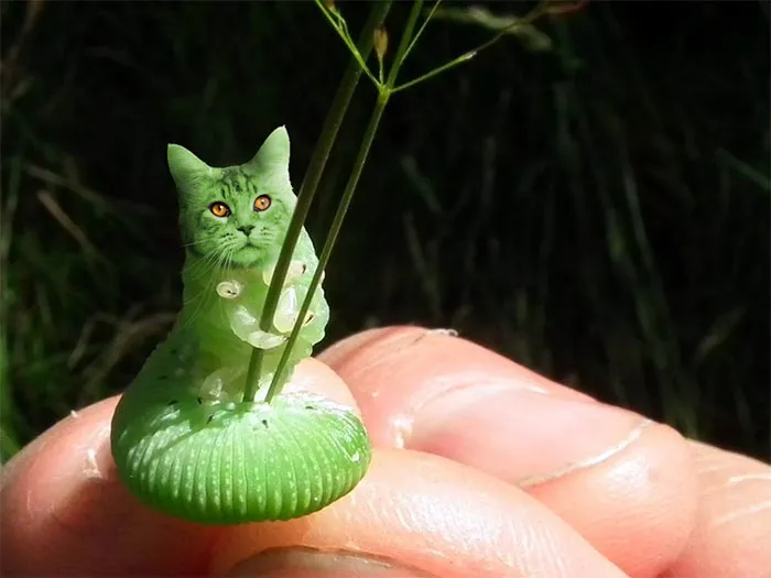 Caterpillar