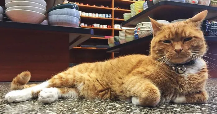 This Cat Has Spent 9 Years Running a Store Without Taking a Day Off