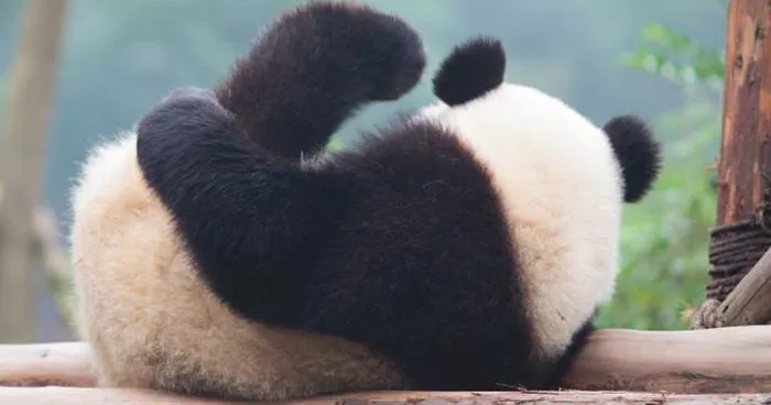 The Giant Panda Is No Longer An Endangered Species!