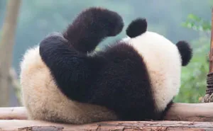 The Giant Panda Is No Longer An Endangered Species!