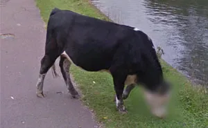 Google Blurred This Cow's Face And Now People Have Many Questions
