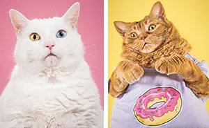 I Photograph Adorable Fat Cats