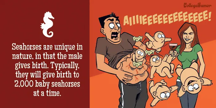 Seahorses