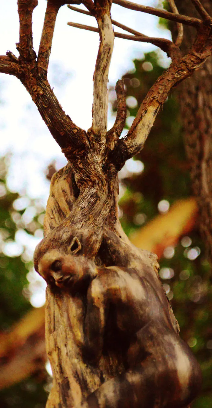 162 Stunning Driftwood Sculptures By Debra Bernier Tell The Forgotten Stories Of The Ocean