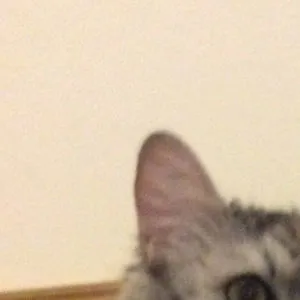 Spiderkitten739