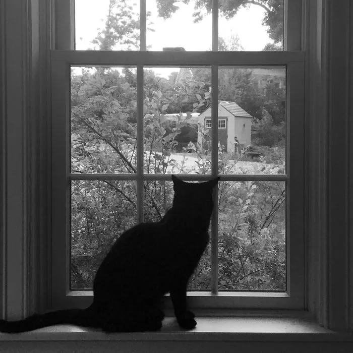 Cat. Black.