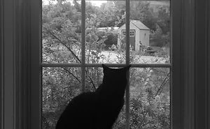 Cat. Black.