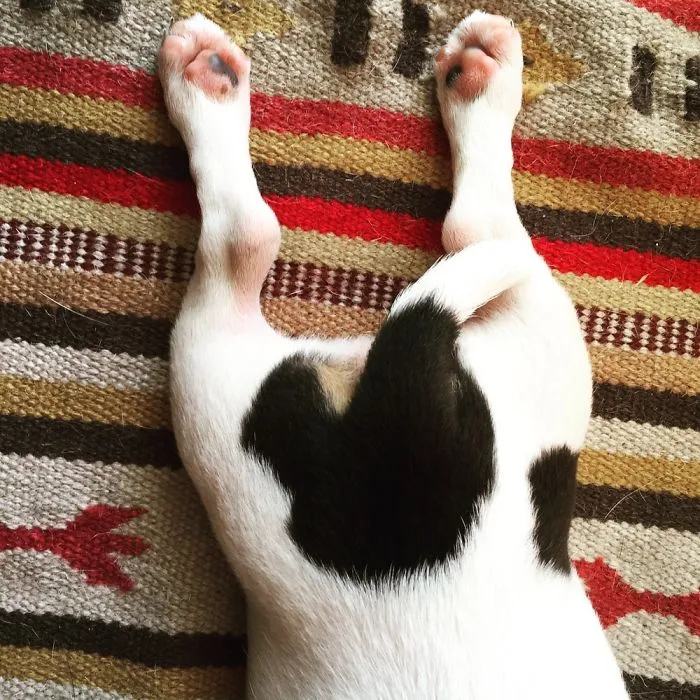 Jack Russell
