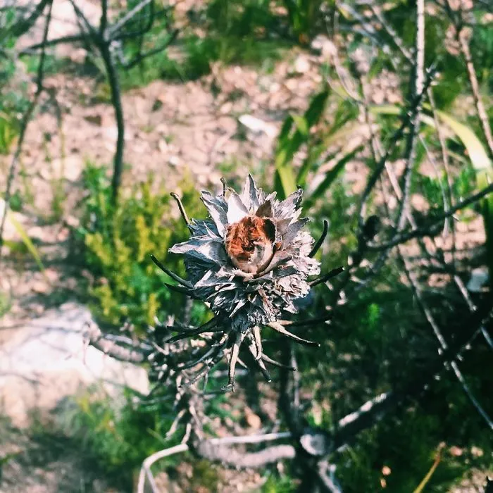 Beauty Out Of Death