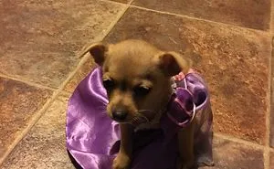 Introducing Madam Fry The Belle Of The Ball