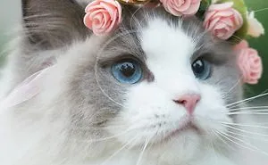 Amazing Cat