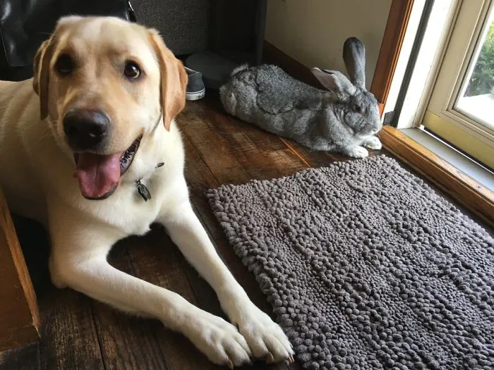 Frank The Bunny Rabbit
