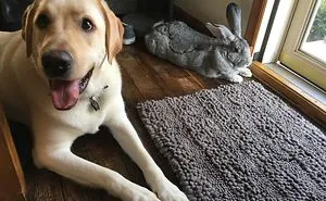 Frank The Bunny Rabbit