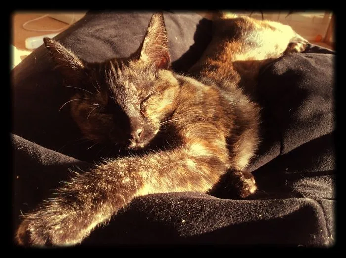 My Cutie Cats