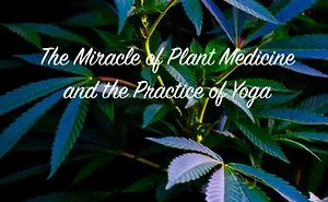 The Miracle Of Plant Medicine And The Practice Of Yoga