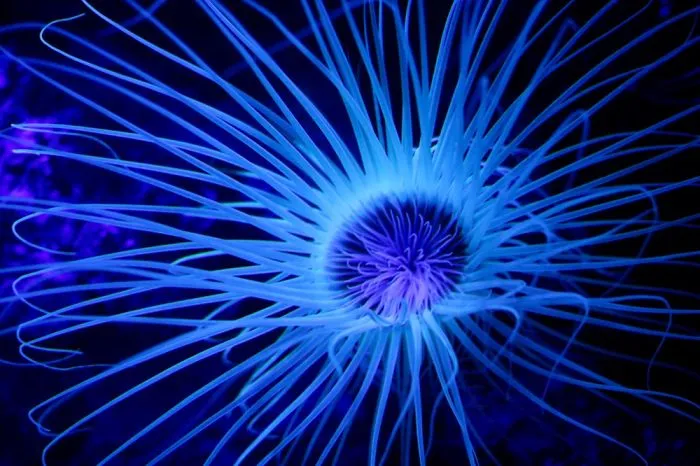 Underwater World Aquarium In Mooloolaba, Queensland