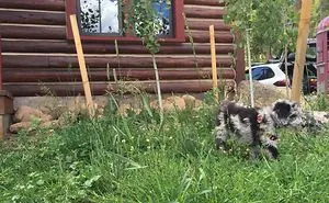 Pictures Of Puppy As It Grows Up!
