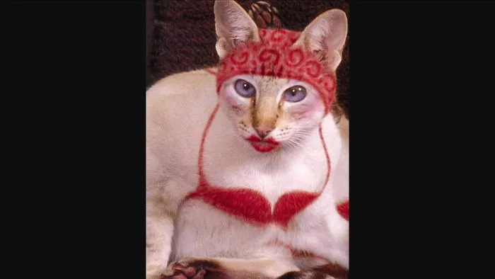 Look At This Cat!
