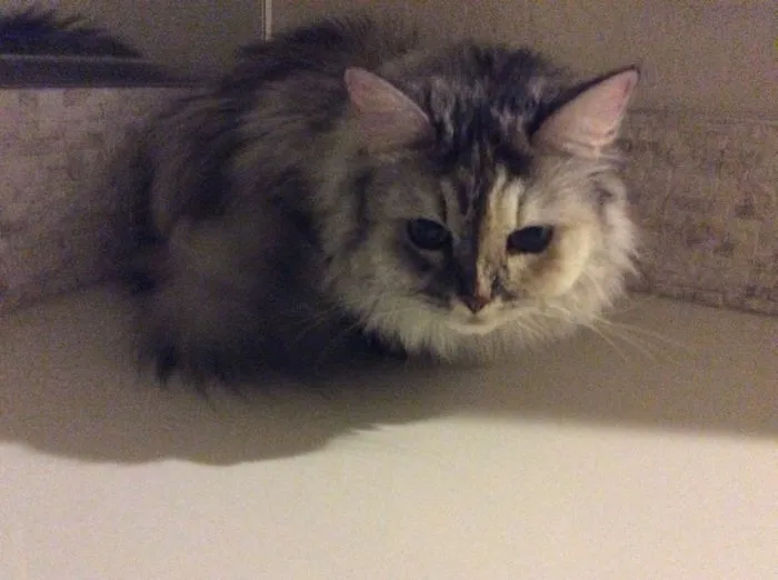 The Mysterious Life Of Pumpkin