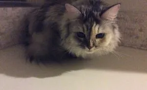 The Mysterious Life Of Pumpkin