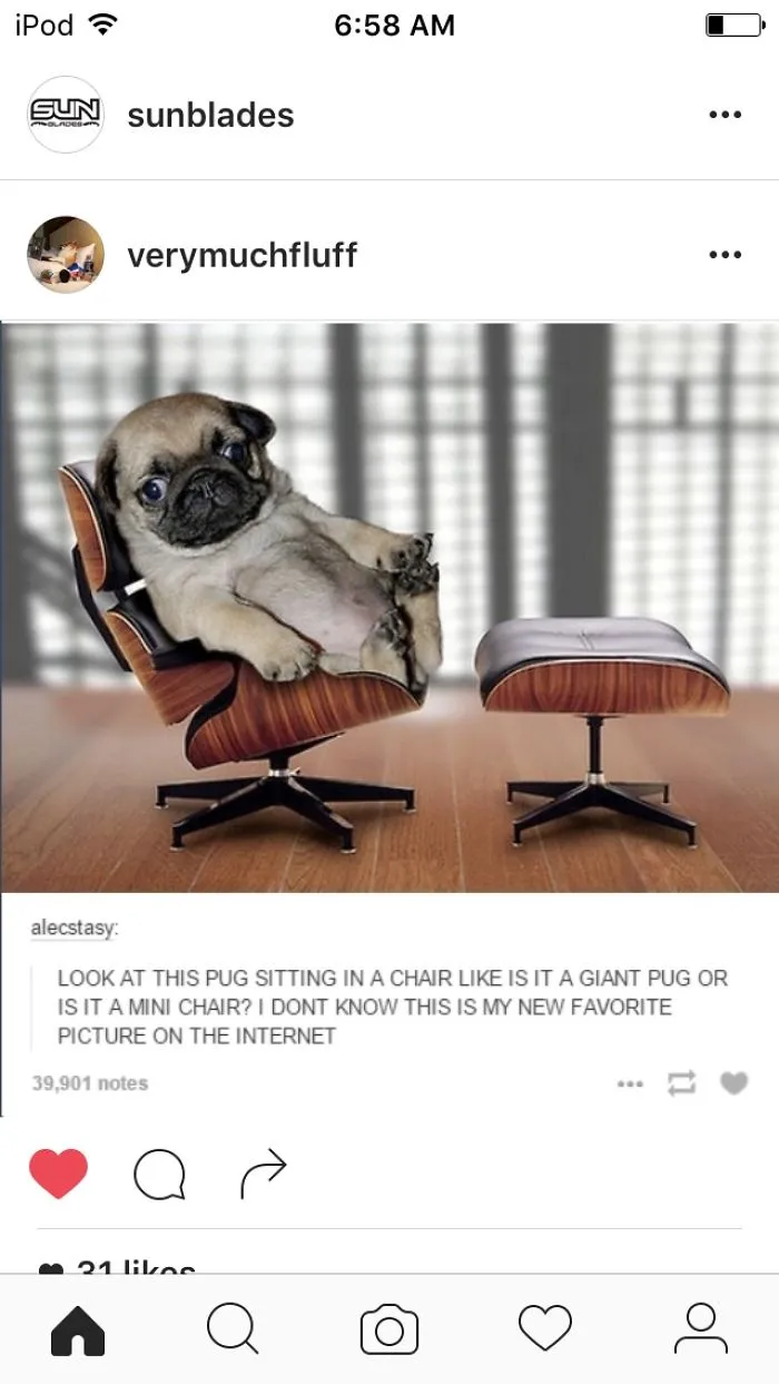 Pugs Instead Of Pandas!!! How Dare I?!