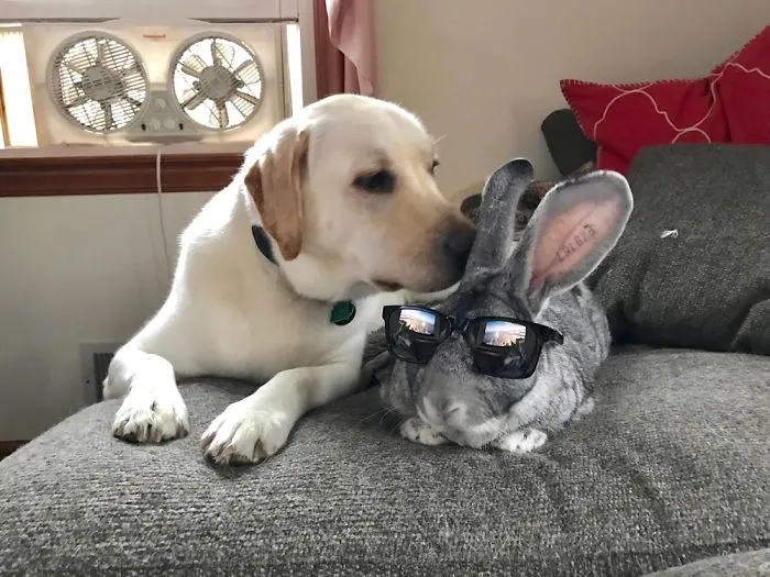 When I Left My Pets With My Husband