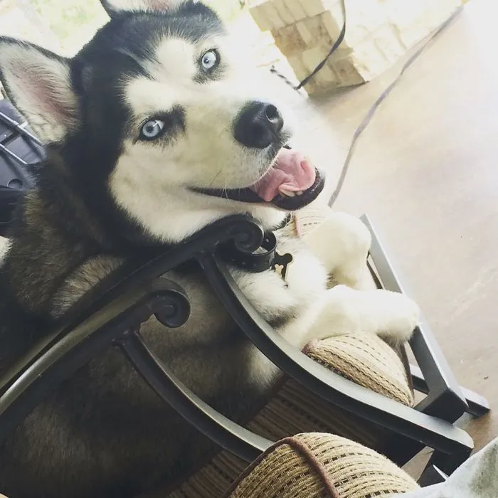 Husky In Texas