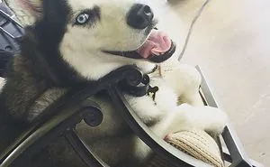 Husky In Texas