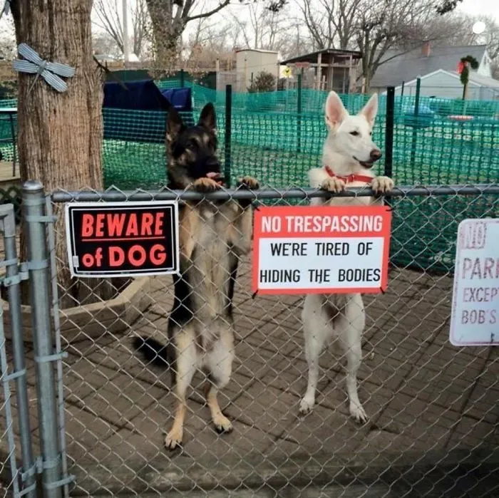 47 Dangerous Dogs Behind Beware Of Dog" Signs"