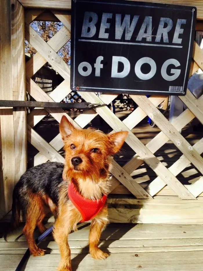 47 Dangerous Dogs Behind Beware Of Dog" Signs"