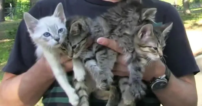 Hike Ends With Surprise Kitten Rescue