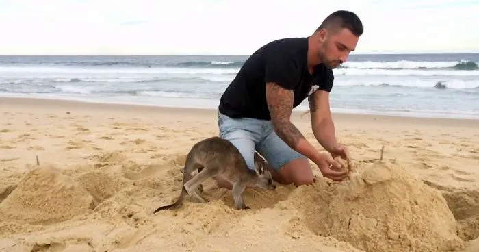 This Man And His BFF Baby Kangaroo Do Everything Together