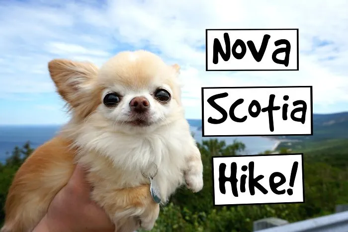 My Chihuahua's Hiking Trip In Nova Scotia