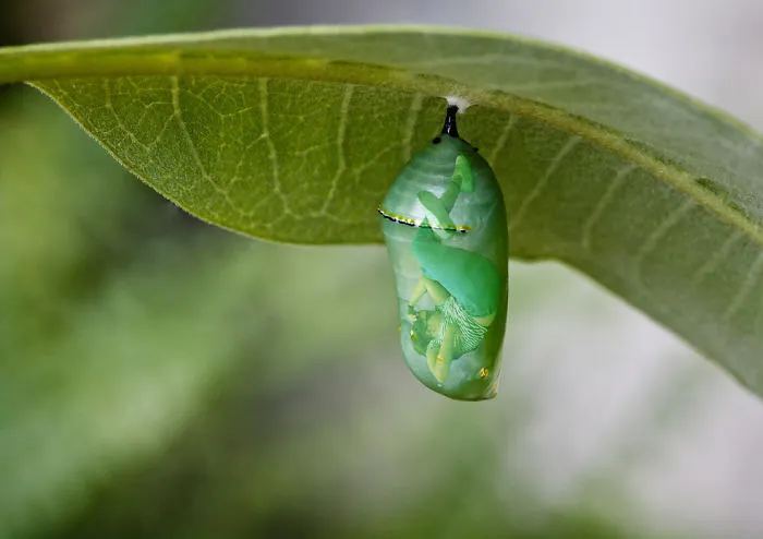 Girl Sleeping In A Chrysalis