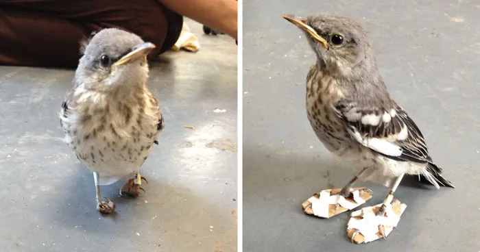Little Injured Bird Receives Tiny 'Snowshoes' And Gets Back On Her Feet