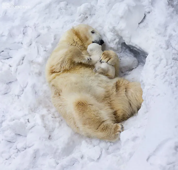 56 Un-Bear-Ably Cute Momma Bears Teaching Their Teddy Bears How To Bear