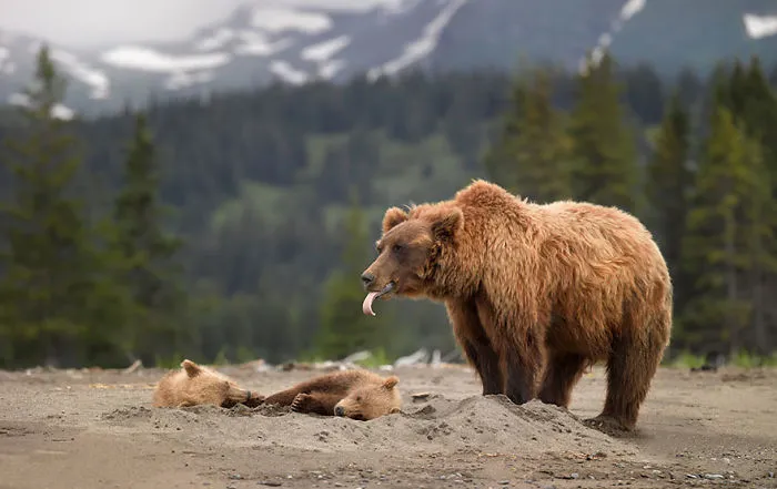 56 Un-Bear-Ably Cute Momma Bears Teaching Their Teddy Bears How To Bear