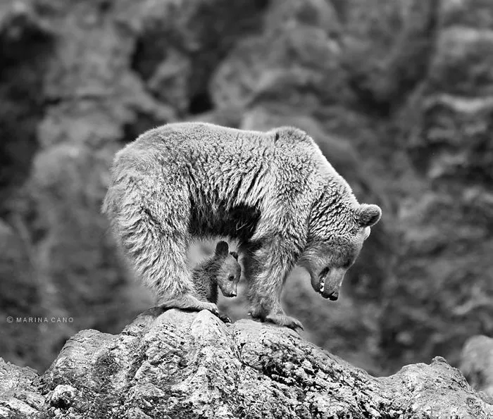 56 Un-Bear-Ably Cute Momma Bears Teaching Their Teddy Bears How To Bear