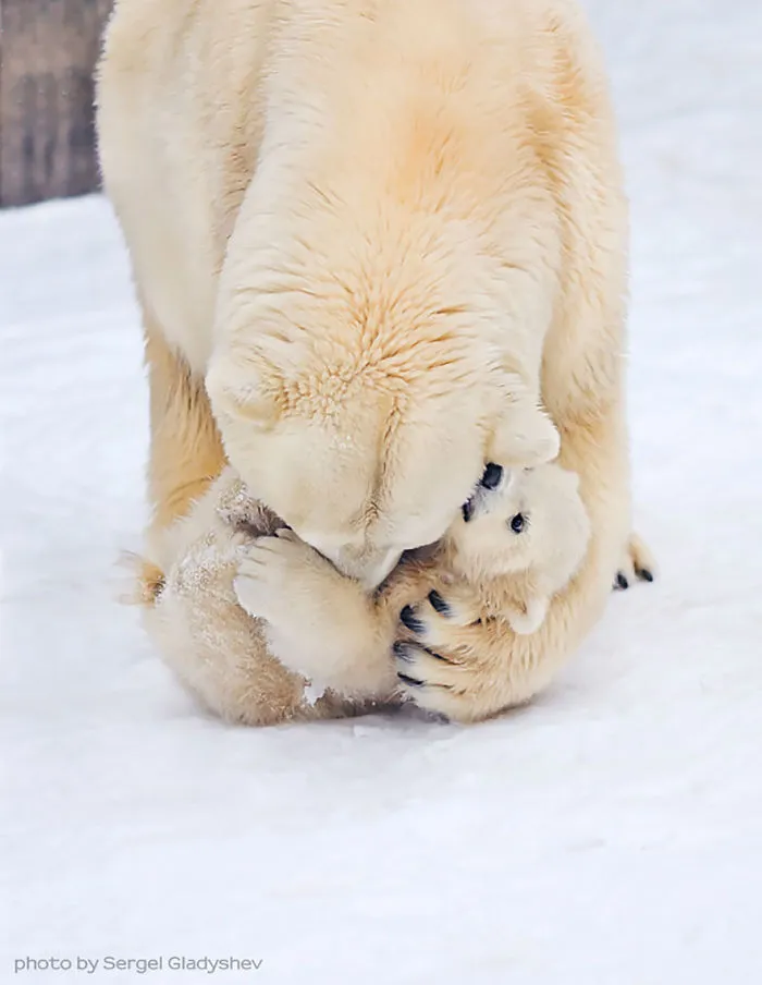 56 Un-Bear-Ably Cute Momma Bears Teaching Their Teddy Bears How To Bear