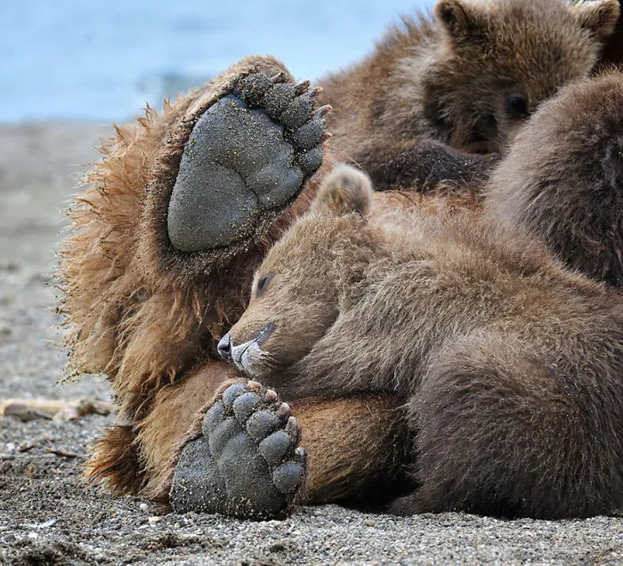 56 Un-Bear-Ably Cute Momma Bears Teaching Their Teddy Bears How To Bear